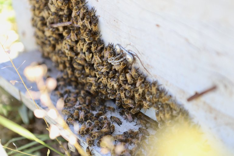 Devlet desteğiyle arıcılığa başlayan kadın girişimci, yıl içinde tonlarca verim alıyor5