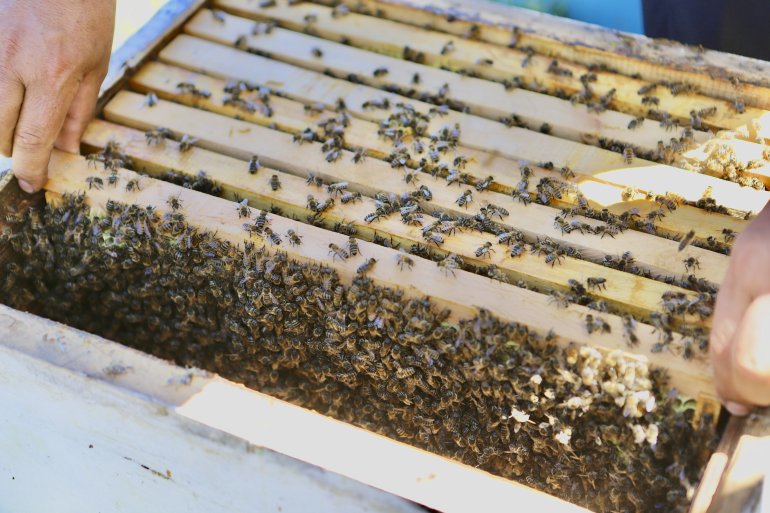 Devlet desteğiyle arıcılığa başlayan kadın girişimci, yıl içinde tonlarca verim alıyor6