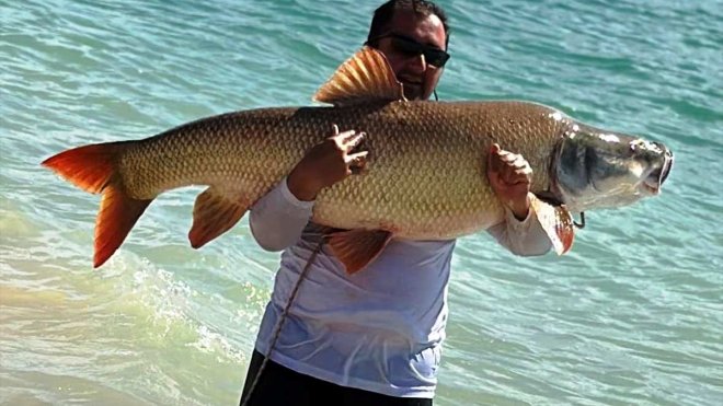 ELAZIĞ - Amatör balıkçı 39 kilogramlık turna balığı yakaladı1