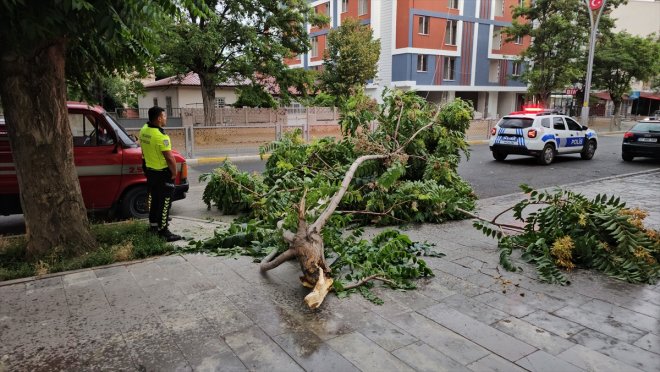 uçurdu, kırdı Fırtına - dallarını ağaç çatı ERZİNCAN 2