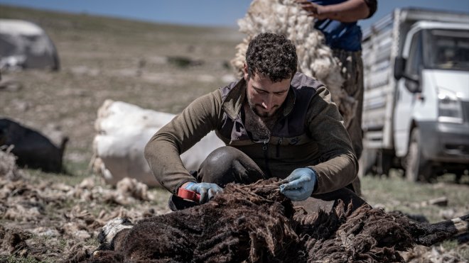 Erzurum yaylalarındaki göçerler yüzlerce koyunu imece usulü kırkıyor1