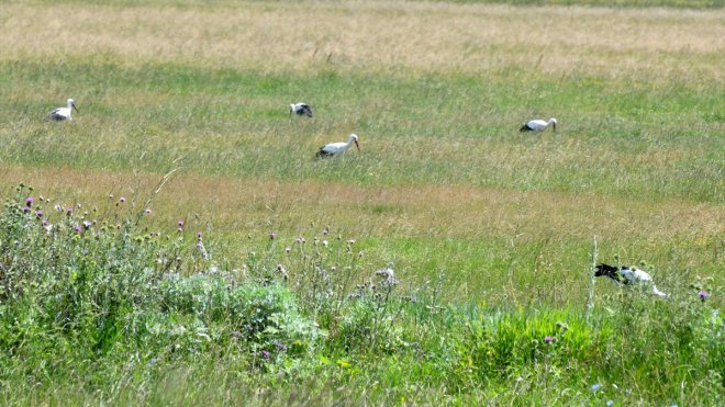 KARS - Leylekler çayırlarda beslenirken görüntülendi1