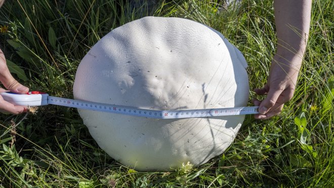 KARS -Yağışların ardından dev mantar bereketi1