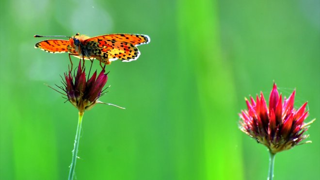 KARS - Yağmurların ardından ortaya çıkan kelebekler doğayı süslüyor1