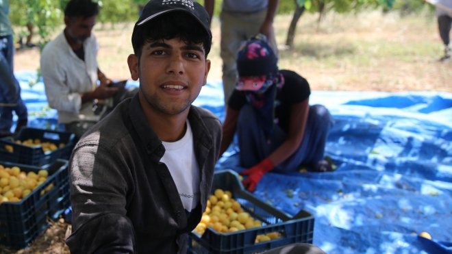 MALATYA - Mevsimlik tarım işçileri kayısı mesaisinde1
