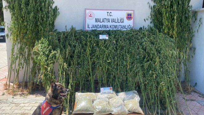 MALATYA - Uyuşturucu operasyonunda 1 zanlı yakalandı1