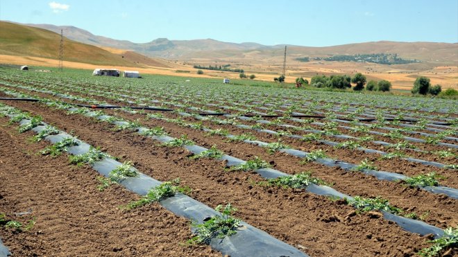 Muş'ta çiftçiler karpuz ve kavunda yüksek rekolte bekliyor