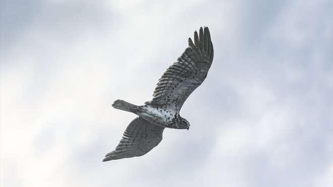 "Sürüngen avcısı" olarak bilinen yılan kartalı, Iğdır'da görüntülendi