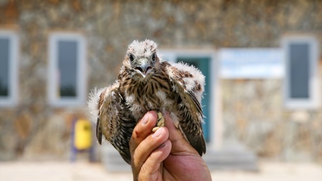 Annelerinden ayrı düşen yaban hayvanları rehabilitasyon merkezinde hayata tutunuyor