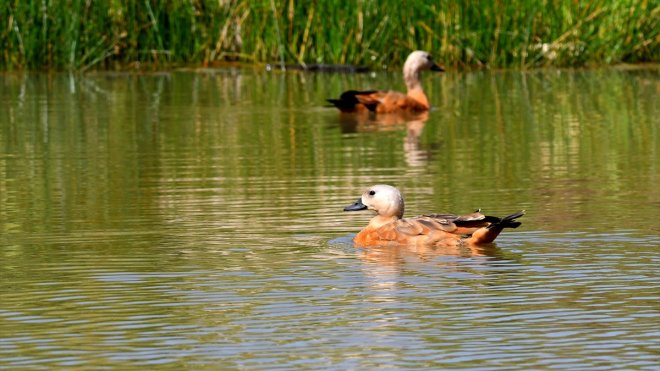Yabani kuşlar, Kars