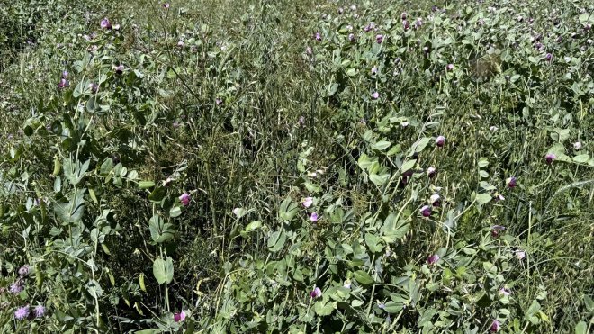 ARDAHAN - Hayvancılık için devlet destekli ekilen yem bezelyesi üreticiyi sevindirdi1