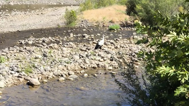 Bingöl'de yaralı bulunan leylek tedavisinin ardından doğaya salındı