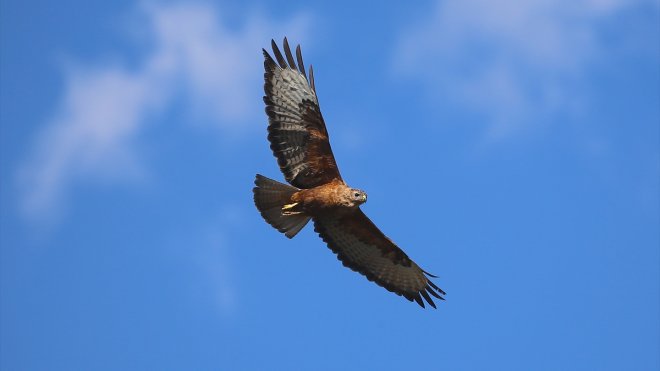 Bingöl semalarında kızıl şahin görüntülendi