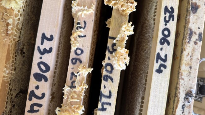 Coğrafi işaretli Ardahan çiçek balının kadın eliyle sofralara yolculuğu başladı1