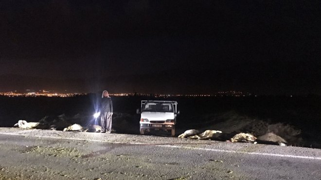 Erzincan'da otomobilin çarptığı 18 koyun telef oldu