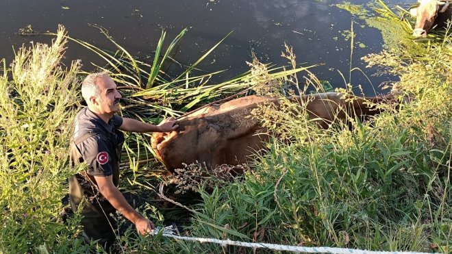 Erzurum'da bataklığa saplanan büyükbaş hayvanları itfaiye ekibi kurtardı