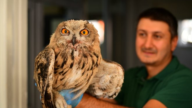 Hakkari'de yaralı bulunan puhu tedavi edildi
