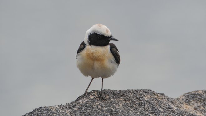 Iğdır'da ak sırtlı kuyrukkakan, kameraya yansıdı