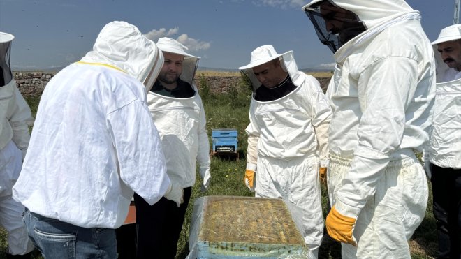 Kafkas Arısı Üretim, Eğitim ve Gen Merkezinde bal hasadı başladı