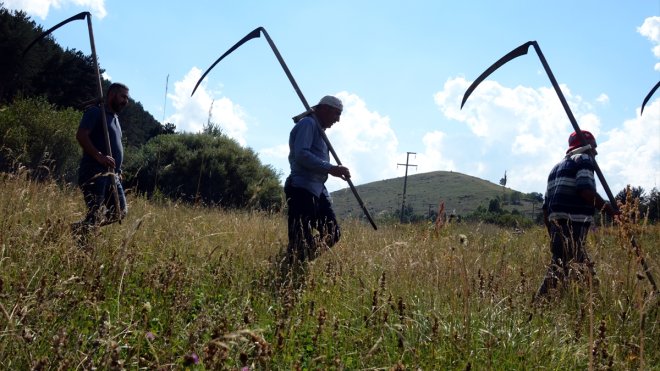 Sarıkamışlı çiftçiler közde çay ve türküler eşliğinde ot biçme mesaisinde