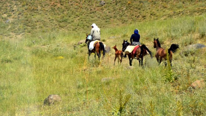 MUŞ - Berivanlar küçükbaş hayvanları sağmak için her gün atlarla yaylaya çıkıyor1