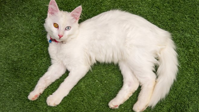 Van kedisi sahiplendirmede bu yılki hedef 100