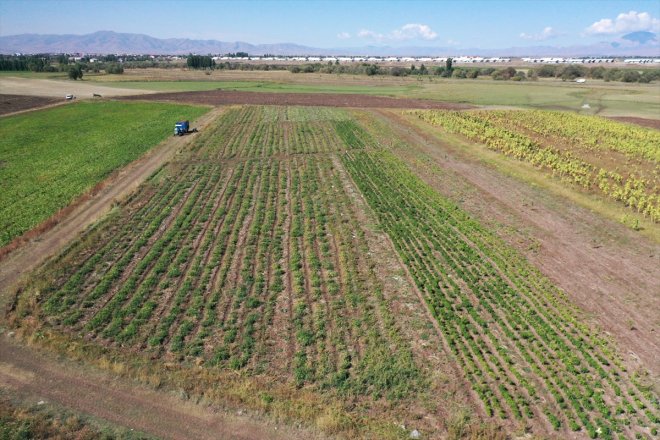 ektiği amaçlı yetiştiriciliğine koşullarına sebze iklim alınca tohumlardan verim deneme Ağrı