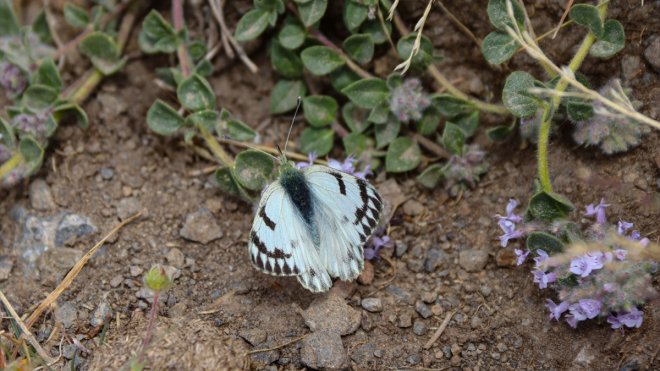 Ağrı Dağı'nda "dorukların benekli meleği" görüntülendi