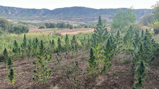 Bingöl'de 203 kök skunk ele geçirildi, 2 şüpheli yakalandı