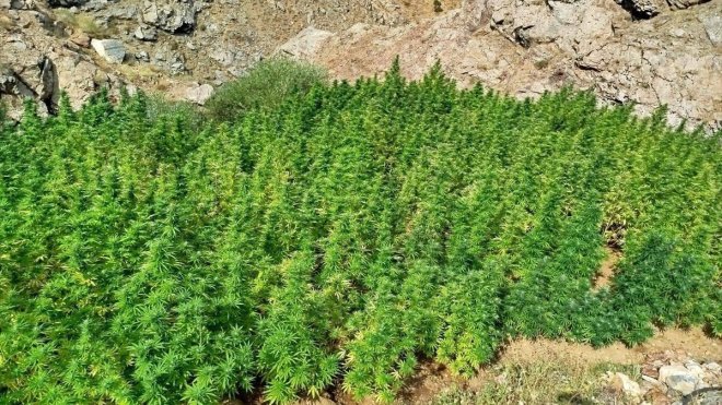 Bingöl'de 5 bin 162 kök Hint keneviri ele geçirildi