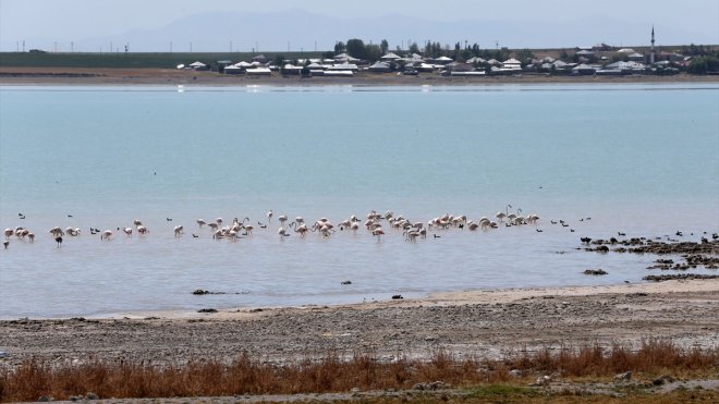 Bitlis'teki Arin Gölü flamingolara ev sahipliği yapıyor