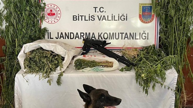 Bitlis'te 2 kilogram esrar ve 164 kök kenevir ele geçirildi