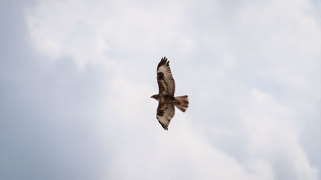 Erzurum Ovası semalarında kızıl şahinler görüntülendi