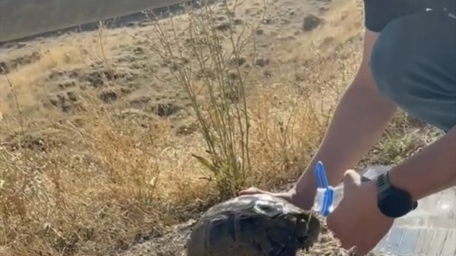 ERZURUM - Yorgun ve bitkin halde bulunan kaplumbağaya polis yardım etti1