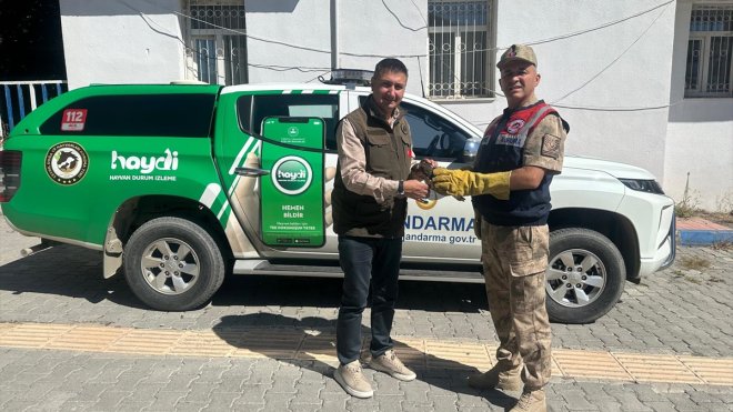 Hakkari'de yaralı doğan yavrusu tedaviye alındı