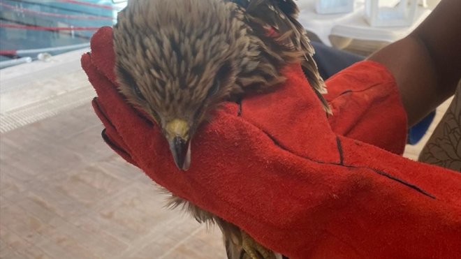 Kars'ta havuza düşerek yaralanan atmaca tedavi altına alındı