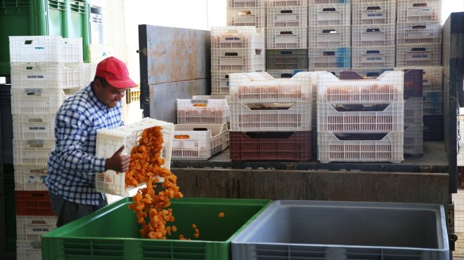 Kuru kayısı yeni ihracat sezonuna 37 milyon dolarla hızlı başladı