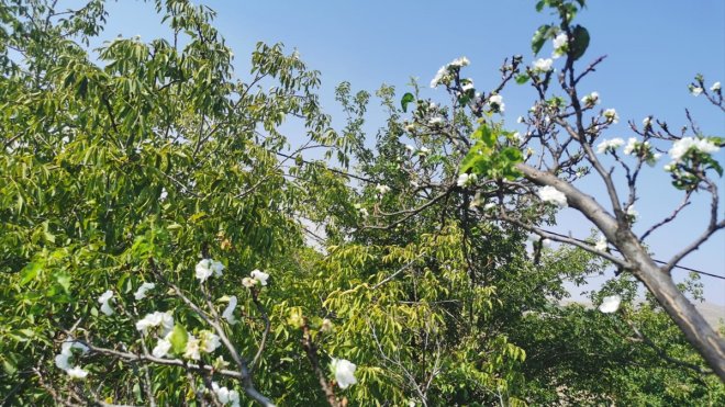 Malatya'da kayısı ağacı eylül ayında çiçek açtı