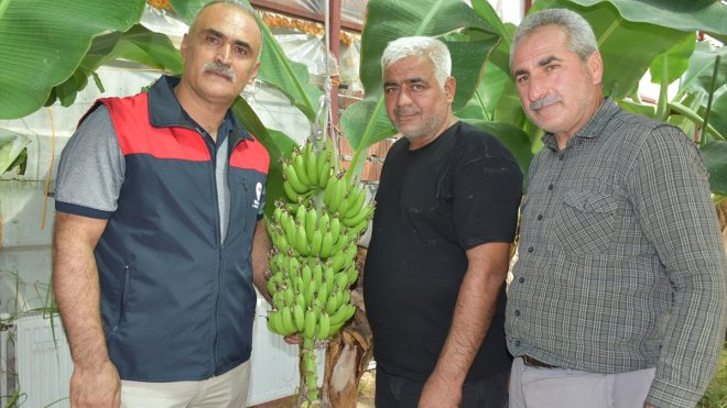 MALATYA - Deneme amaçlı yapılan muz serasında hasat zamanı1