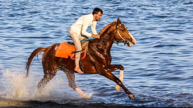 Şampiyon atlar Van Gölü'nün tuzlu ve sodalı suyunda "form" tutuyor