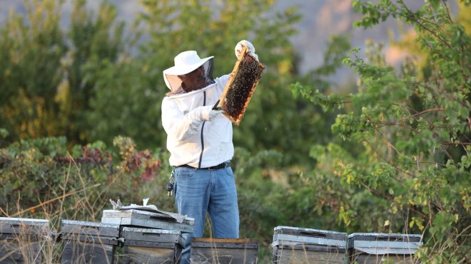 Arılarda verimi düşüren "nosema" hastalığına karşı gallik asidin iyileştirici etkisi saptandı