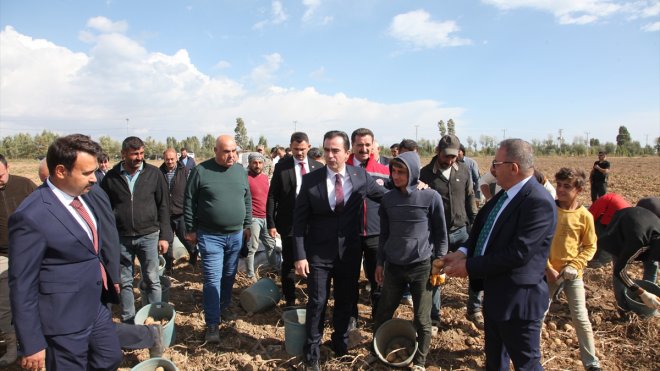 Bitlis Valisi Karakaya, patates hasadına katıldı1