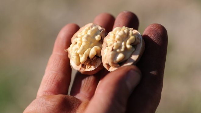 Erzincan'da çorak arazileri diktiği 35 bin ceviz fidanıyla yeşertti