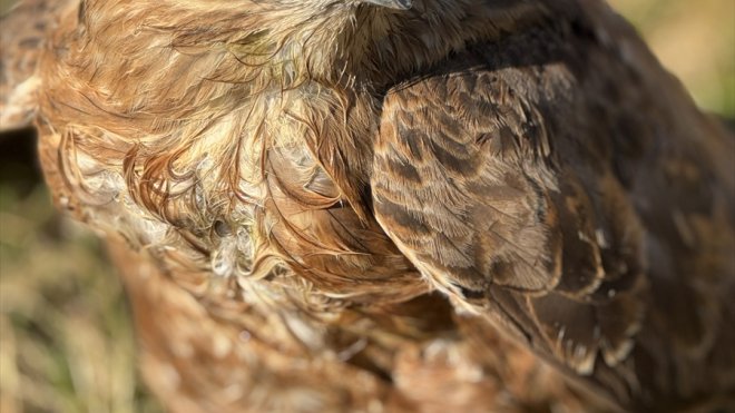 Erzurum'da bir ailenin doğa gezintisinde yaralı bulduğu şahin tedaviye alındı