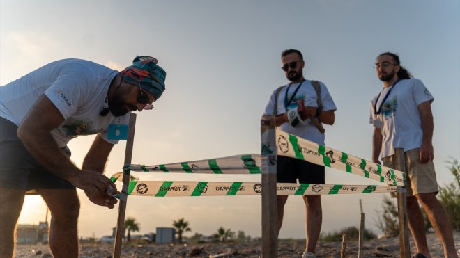 Miner Turtle projesiyle 100 bin yavru kaplumbağa denizle buluştu1