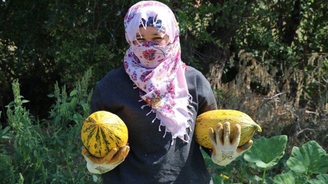 Munzur Dağı eteklerinde kavun, karpuz yetiştiriciliği artıyor
