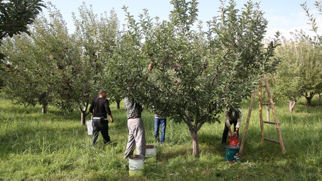 Muş'ta elma hasadından 25 milyon lira gelir beklentisi
