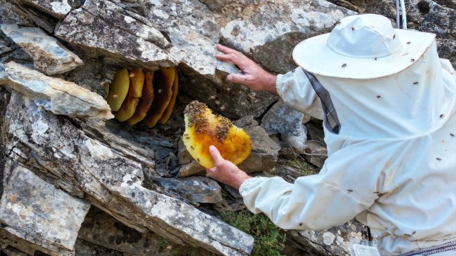 Van'da arıcılar "kaya ve ağaç balı"na ulaşmak için kilometrelerce yürüyor