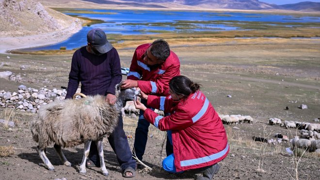 Van'da yaylalardan dönen sürülere sağlık hizmeti