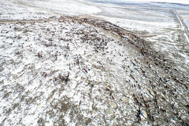 erken sürpriziyle sürüleriyle kar Ağrı